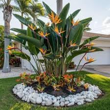 Daisy Ship Bird of Paradise Orange - Strelitzia Reginae - 2 x 2 inch Cups - Image 3