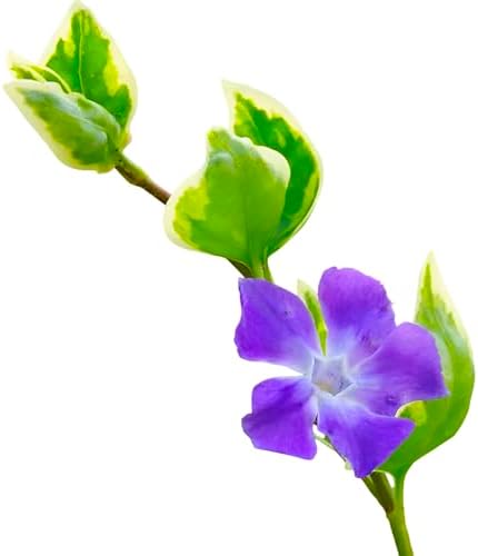 Vinca Major Variegata, Variegated Big Leaf Periwinkle Plant, Purple Flowering Ground Cover, Live Perennial Garden Plants (Classic Pint/Set of 25) by PixiesGardens
