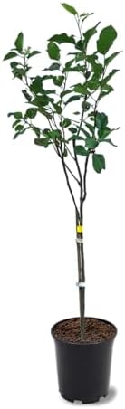 American Plant Exchange Anna Apple Tree, 1 Gallon Pot, 1-2 ft Tall, Live Outdoor Fruiting Plant, Honey Tart Fruit - Image 2