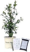 Confederate Jasmine - 1 Gallon - Includes Planting kit (1 Gallon) by FlorasMarket