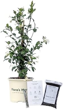 Confederate Jasmine - 1 Gallon - Includes Planting kit (1 Gallon) by FlorasMarket