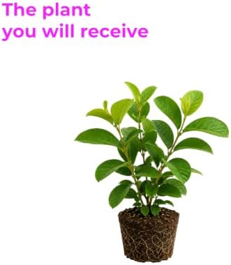 3 Pink Guava Tree Live Plants, 8-12 Inch Tall Guava Plant - Image 3