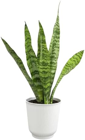 Live Snake Plant in Decorative White Pot, Sansevieria Zeylanica, Indoor House Plant, Mother in Law Tongue Sansevieria Plant Live, Long Succulent Plant, Fully Rooted Houseplant by Plants for Pets by PlantsforPets