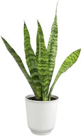 Live Snake Plant in Decorative White Pot, Sansevieria Zeylanica, Indoor House Plant, Mother in Law Tongue Sansevieria Plant Live, Long Succulent Plant, Fully Rooted Houseplant by Plants for Pets by PlantsforPets
