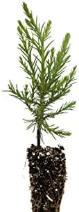 Giant Sequoia | Small Tree Seedling | The Jonsteen Company - Image 3