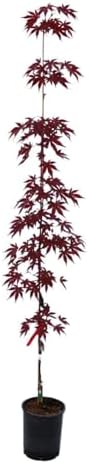 Emperor One Japanese Red Maple, Ornamental Value, Vibrant Red Foliage, Serrated Leaves, 1-2 ft Tree Height, 1 gal Nursery Pot (Due to Agricultural Laws, we Cannot Ship to CA, AZ, AK, or HI) by Unknown
