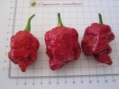 SVI 25 Trinidad Scorpion Moruga Pepper Seeds (Capsicum Chinense) - Moruga Scorpion Seed Packets, Superhot Pepper, Non GMO Heirloom Seed - Vegetable Seeds for Outdoor Vegetable Garden, Containers - Image 4