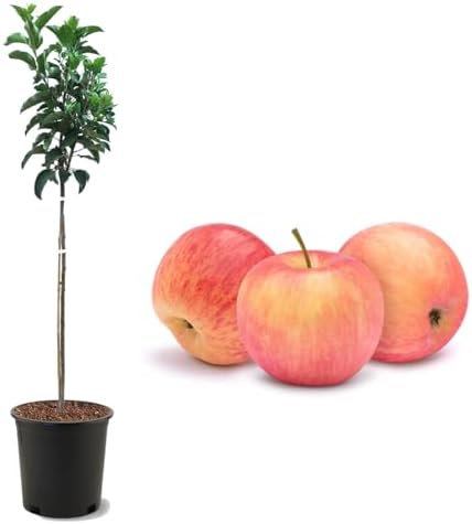 American Plant Exchange Fuji Apple Tree, 5 Gallon Pot, 3-4 ft Tall, Live Outdoor Fruiting Plant, Sweet & Tart Fruit by AmericanPlantExchange