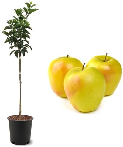 American Plant Exchange Dorsett Apple Tree, 5 Gallon Pot, 3-4 ft Tall, Live Outdoor Fruiting Plant, Sweet, Crisp and Tangy Fruit by AmericanPlantExchange