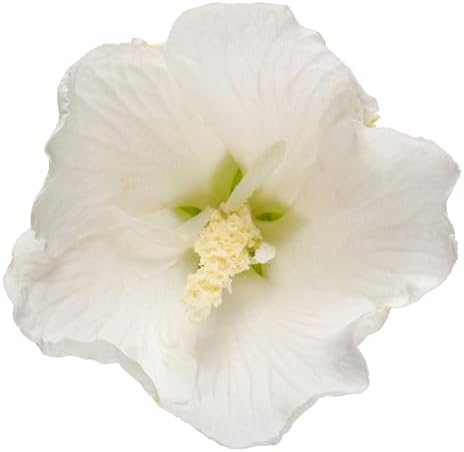Proven Winners 2 Gal. White Pillar Rose of Sharon (Hibiscus) Shrub - Image 2