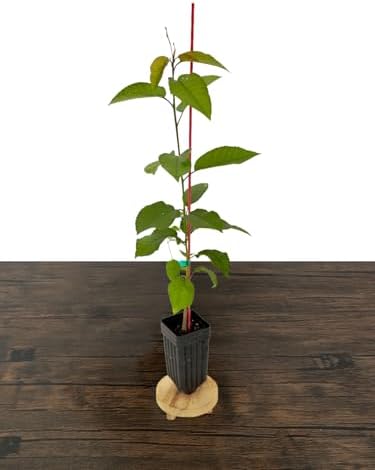 Sweetheart Cherry Tree - 1 Plant - Edible Grafted Fruit Tree - Image 2