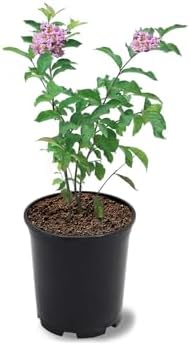 Muskogee Crape Myrtle Live Tree, 1 Gallon Potted, Lavender Flowers | Arbor Day Foundation (Due to Agricultural Laws, Unavailable to CA, AZ) by ArborDayFoundation