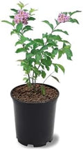 Muskogee Crape Myrtle Live Tree, 1 Gallon Potted, Lavender Flowers | Arbor Day Foundation (Due to Agricultural Laws, Unavailable to CA, AZ) by ArborDayFoundation