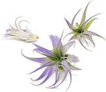 Purple Colorful Tillandsia Air Plants - Long Lasting Color Enhanced Live Tillandsia Succulent House Plants - Home and Garden Decor - Easy Care Indoor and Outdoor (Brachycaulos Abdita, Pack of 3) by TheAirPlantShop