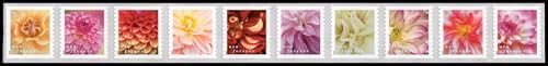 Dahlias 2025 (Strip of 50) First-Class Mail Forever Postage Stamps by United+States+Postal+Service