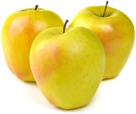 American Plant Exchange Dorsett Apple Tree, 5 Gallon Pot, 3-4 ft Tall, Live Outdoor Fruiting Plant, Sweet, Crisp and Tangy Fruit - Image 3