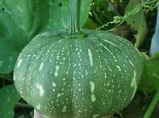 Jamaican,Caribbean,Cuban Squash Organic Puerto Rican Calabaza Fresh Seeds 20+ by Unknown