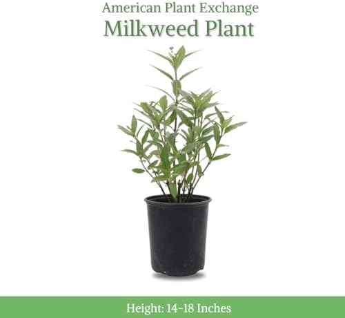 American Plant Exchange Live Milkweed Plant, Host for Monarch Butterflies, Plant Pot for Home and Garden Decor, 6" Pot - Image 3