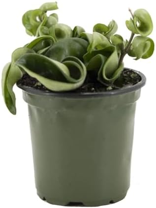 American Plant Exchange Hoya Compacta Hindu Rope, 4-Inch Pot, Live Flowering Wax Plant, Exotic Indoor Houseplant, Air Purifying by AmericanPlantExchange