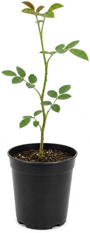 White Climbing Roses Live Plants 7-12 "Tall 5" Pot, Heirloom Roses Climber Repeat Flowering, Vibrant Blooms, Hardy Shrub Outdoor Garden Flower - Image 2