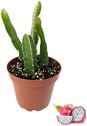 Dragon Fruit Tree - Live Plant in a 4 Inch Pot - Hylocereous Undatus - Edible Tropical Fruit Plant from Florida by WekivaFoliage