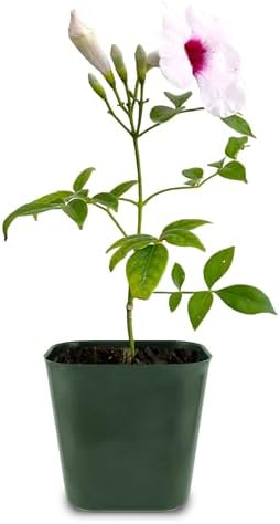Pink Bower Vine Live Plant, Pandorea Jasminoides Climber, 2-Inch Pot by Unknown