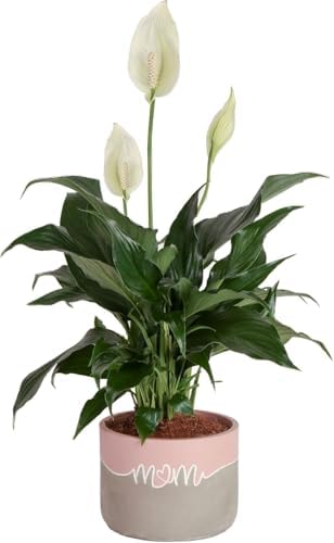 Costa Farms Peace Lily, Live Indoor Plant, Air Purifying, White Blooms by Unknown
