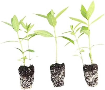 Asclepias syriaca | Common Milkweed | Starter Plant Plug | Live Plant | Native Milkweed | Monarch Butterfly Host Plant | Pollinator Plant (1) by Unknown