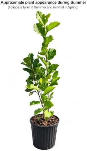 Jane Magnolia Shrub/Tree - 18-26" Tall Live Plant - 3 Gallon Pot - Image 3