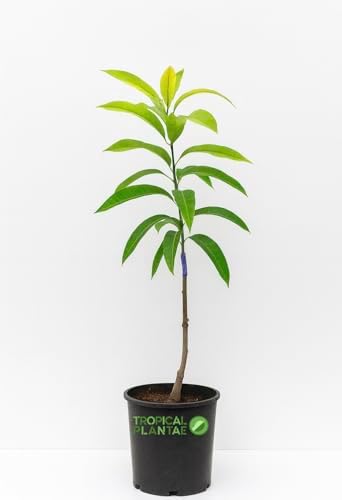 Grafted Ivory Mango Tree – Live Tropical Fruit Tree – Premium Variety – USDA Certified Tropical Plantae - Image 2