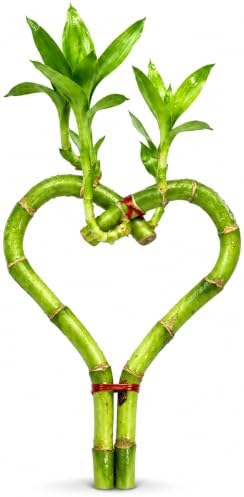 Lucky Bamboo Live Plant Heart Shaped, Zen Indoor Hydroponic Plant by NYCitySucculents