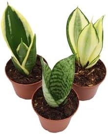 Mini Snake Plant Assortment from California Tropicals - Image 3