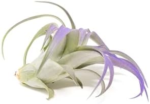 Purple Colorful Tillandsia Air Plants - Long Lasting Color Enhanced Live Tillandsia Succulent House Plants - Home and Garden Decor - Easy Care Indoor and Outdoor (Brachycaulos Abdita, Pack of 3) - Image 3