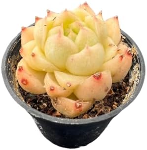Live Succulent Echeveria 'Peachy Cheeks', 2 Inch Potted Rooted Houseplant - Image 2