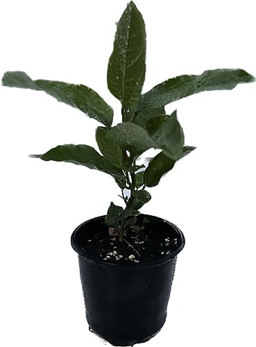 Passion Fruit Living Plant Cold Weather Hardy from Zone 2-13 Almost All Regions of USA in 4" pots (from Seeds) by Pilestone
