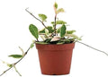 American Plant Exchange Hoya Carnosa 'Krimson Queen' Plant – 6-Inch Pot – Live Tricolor Wax Vine Succulent, Easy Care Houseplant for Home, Office, or Patio Decor by AmericanPlantExchange