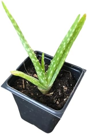 Live Aloe Plant (Aloe barbadensis Miller, Aloe Vera) in 2.5 inch Pot - Easy-to-Grow House Plant by SmokeCampCrafts