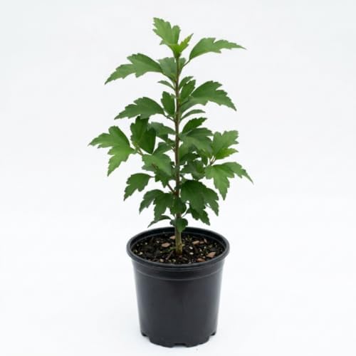 Red Rose of Sharon Live Plant, Vibrant Flowering Shrub, 8-10 Inch Tall - Image 3