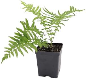 Greenwood Nursery: Live Perennial Plants - Ostrich Fern + Matteuccia Struthiopteris - [Qty: 10x Pint Pots] - (Click for Other Available Plants/Quantities) - Image 3