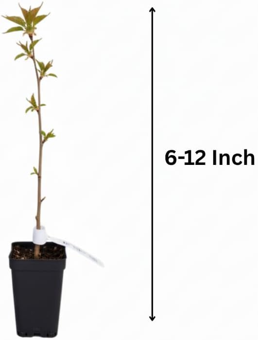 Light Pink Cherry Blossom Tree Live Plant, 6-12 Inch Tall, 2.5 Inch Pot - Image 2