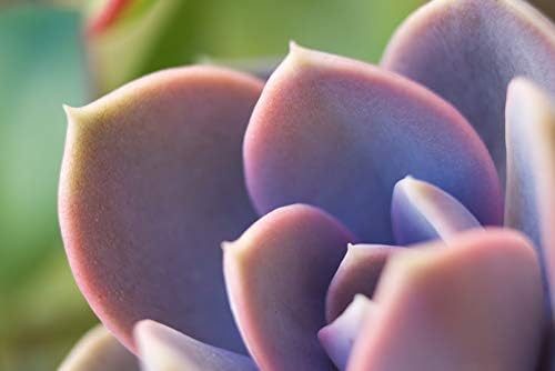 Pink Echeveria 'Perle von Nurnberg' - Elegant Succulent with Pastel Tones - Drought-Tolerant and Low Maintenance Indoor/Outdoor Plant - Image 2