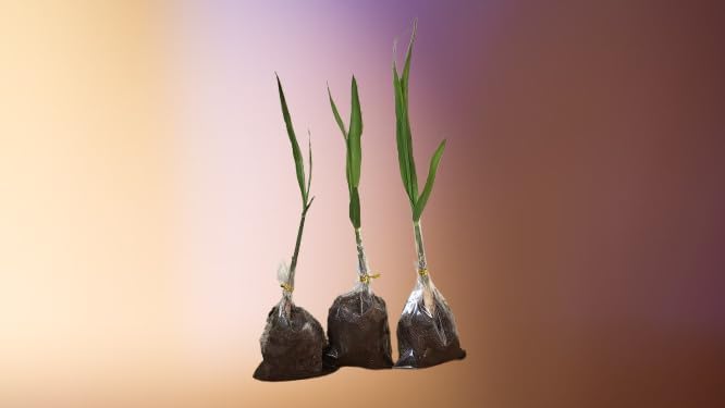 Live Sugarcane Plant Seedlings, Very Sweet Variety, 3 Pack, 5-7 Inches - Image 2