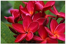 Hawaiian Red Plumeria Live Plant Cutting, Fragrant Tropical Flowering Tree - Image 7