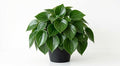 Variety of Peperomia Live Plant for Houseplant Tropical Shurb 4" Pot (Raindrop Peperomia Plant) by Unknown