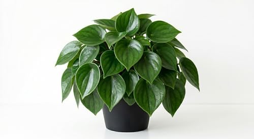 Variety of Peperomia Live Plant for Houseplant Tropical Shurb 4" Pot (Raindrop Peperomia Plant) by Unknown