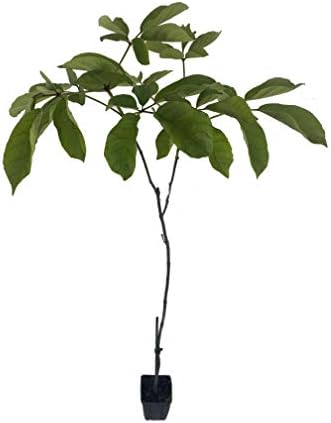Yellow Tabebuia Trumpet Tree - Live Plant in a 4 Inch Pot - Handroanthus Chrysanthus - Beautiful Flowering Tree by WekivaFoliage