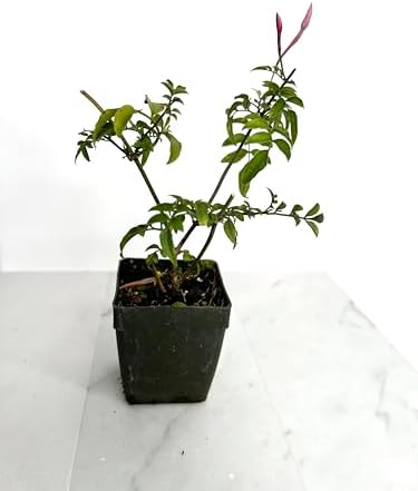 Pink Jasmine Plant Live, Fragrant Jasminum Polyanthum Vine, 2-Inch Pot - Image 3