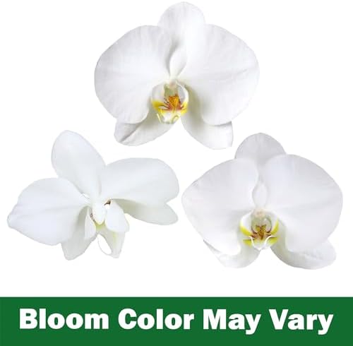 Premium White Live Orchid Plant Blooming in 3.5" Blue & White Orchid Pot, Live Plants, Houseplant Gifts, Approx. 16" Tall, Pet Friendly Houseplants, Phalaenopsis Moth Flower by Plants for Pets - Image 4