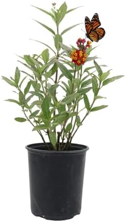 American Plant Exchange Live Milkweed Plant, Host for Monarch Butterflies, Plant Pot for Home and Garden Decor, 6" Pot - Image 2