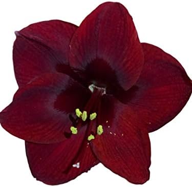 Black Pearl Amaryllis Bulb - Single Blooming Amaryllis, Easy to Grow Bulbs by DaylilyNursery
